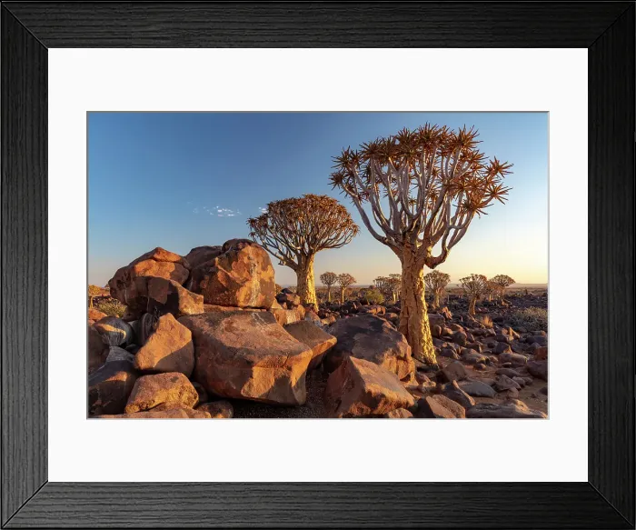 Framed Print : Quiver trees (Aloidendron dichotomum), Quiver tree Forest, near Keetmanshoop, Namibia Framed Print : Quiver trees (Aloidendron dichotomum), Quiver tree Forest, near Keetmanshoop, Namibia