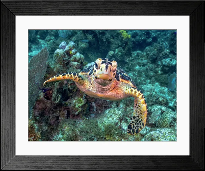 Framed Print : Hawksbill Turtle (Eretmochelys imbricata), Grand Cayman, Cayman Islands, British West Indies