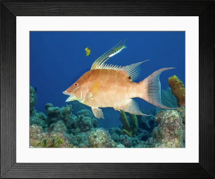 Framed Print : Hogfish (Lachnolaimus maximus) initial phase, Grand Cayman, Cayman Islands, British West Indies Framed Print : Hogfish (Lachnolaimus maximus) initial phase, Grand Cayman, Cayman Islands, British West Indies