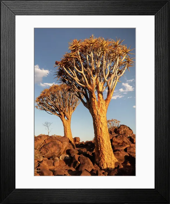 Framed Print : Quiver trees (Aloidendron dichotomum), Quiver tree Forest, near Keetmanshoop, Namibia Framed Print : Quiver trees (Aloidendron dichotomum), Quiver tree Forest, near Keetmanshoop, Namibia