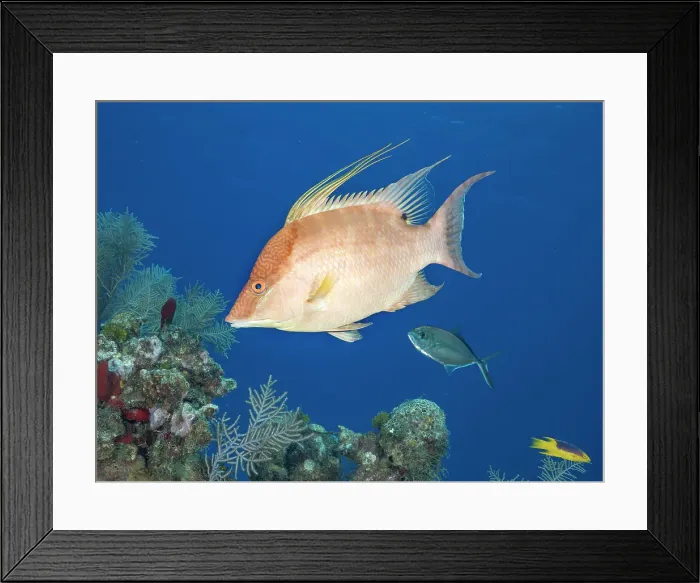 Framed Print : Hogfish (Lachnolaimus maximus) initial phase, Grand Cayman, Cayman Islands, British West Indies Framed Print : Hogfish (Lachnolaimus maximus) initial phase, Grand Cayman, Cayman Islands, British West Indies