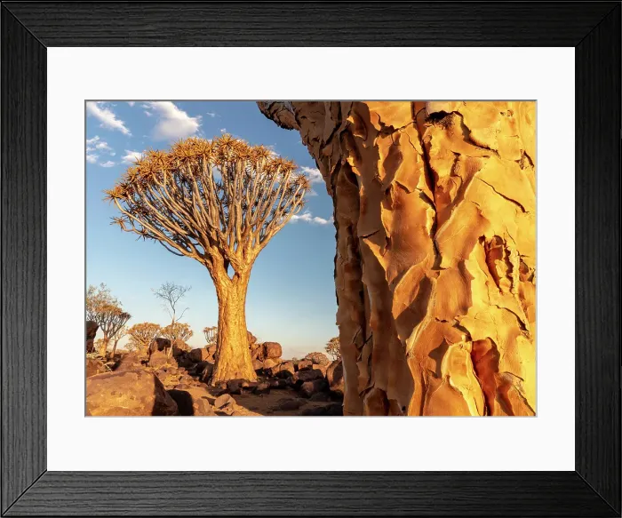 Framed Print : Quiver trees (Aloidendron dichotomum), Quiver tree Forest, near Keetmanshoop, Namibia Framed Print : Quiver trees (Aloidendron dichotomum), Quiver tree Forest, near Keetmanshoop, Namibia