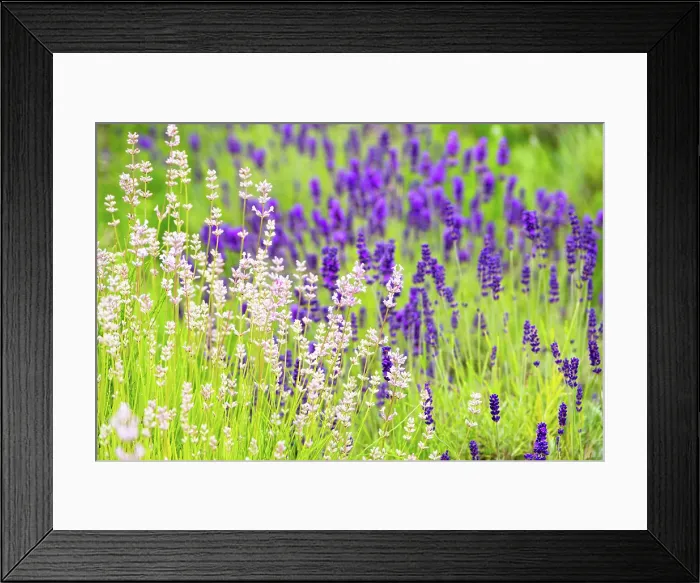 Framed Print : Lavender fields in North Yorkshire, England Framed Print : Lavender fields in North Yorkshire, England