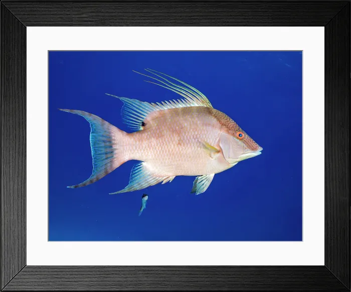 Framed Print : Hogfish (Lachnolaimus maximus) initial phase, Grand Cayman, Cayman Islands, British West Indies Framed Print : Hogfish (Lachnolaimus maximus) initial phase, Grand Cayman, Cayman Islands, British West Indies