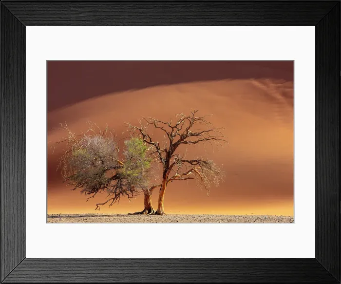 Framed Print : Camel thorn tree and golden sand dune, Sossusvlei, Namib-Naukluft National Park, Namib Desert, Namibia Framed Print : Camel thorn tree and golden sand dune, Sossusvlei, Namib-Naukluft National Park, Namib Desert, Namibia