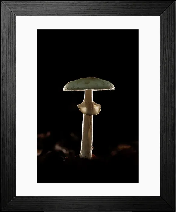 Framed Print : England, False Deathcap (Amanita citrina), Hampshire, New Forest National Park, UK, October 2021