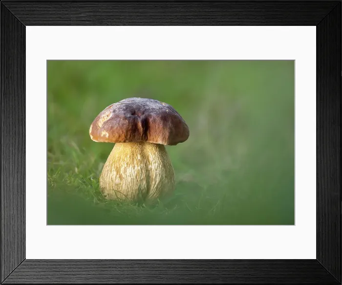 Framed Print : Cep or Penny Bun (Boletus edulis), New Forest National Park, Hampshire, England, UK, October 2021, Focus-stacked Framed Print : Cep or Penny Bun (Boletus edulis), New Forest National Park, Hampshire, England, UK, October 2021, Focus-stacked