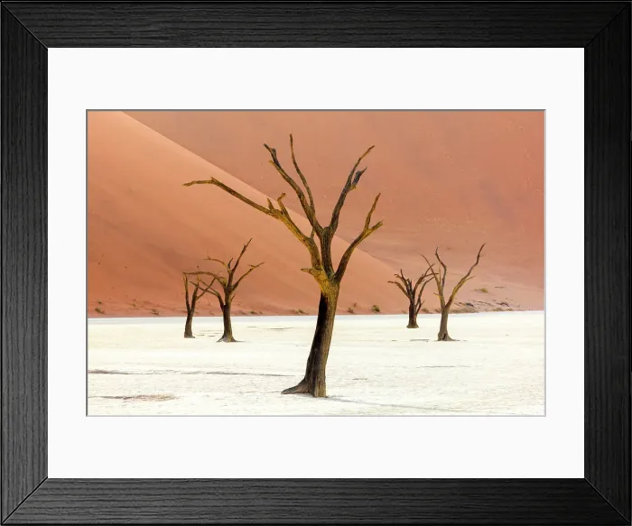 Framed Print : Dead camel thorn trees on a dried-up white mud pan & sand dunes, Dead Vlei, Namib-Naukluft National Park, Namibia Framed Print : Dead camel thorn trees on a dried-up white mud pan & sand dunes, Dead Vlei, Namib-Naukluft National Park, Namibia