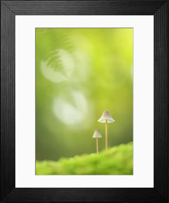 Framed Print : Angel's Bonnet (Mycena arcangeliana), New Forest National Park, Hampshire, England, UK, October 2021, Focus-stacked Framed Print : Angel's Bonnet (Mycena arcangeliana), New Forest National Park, Hampshire, England, UK, October 2021, Focus-stacked