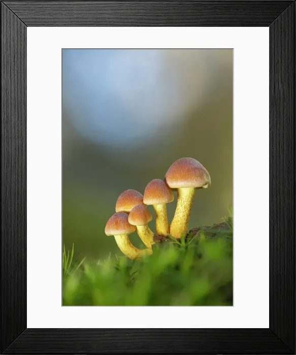 Framed Print : Sulphur tuft (Hypholoma fasciculare) in broadleaved woodland, New Forest National Park, Hampshire, England, UK, October 2021, focus-stacked Framed Print : Sulphur tuft (Hypholoma fasciculare) in broadleaved woodland, New Forest National Park, Hampshire, England, UK, October 2021, focus-stacked