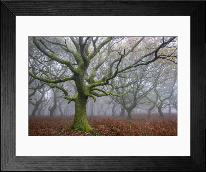 Framed Print : Gnarled and twisted oak tree in a foggy woodland, Brecon Beacons (Bannau Brycheiniog) National Park, Powys, Wales, UK. Autumn (November) 2024 Framed Print : Gnarled and twisted oak tree in a foggy woodland, Brecon Beacons (Bannau Brycheiniog) National Park, Powys, Wales, UK. Autumn (November) 2024