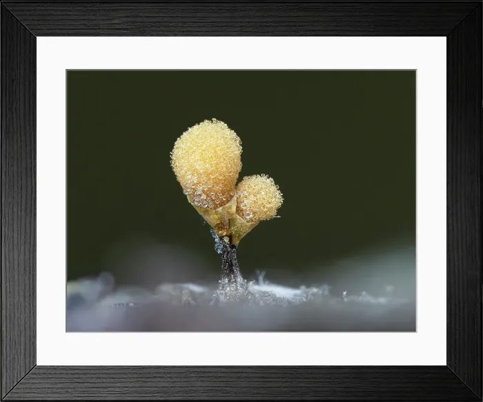 Framed Print : Hemitrichia calyculata slime mould, New Forest National Park, Hampshire, England, UK, August 2024, Focus stacked