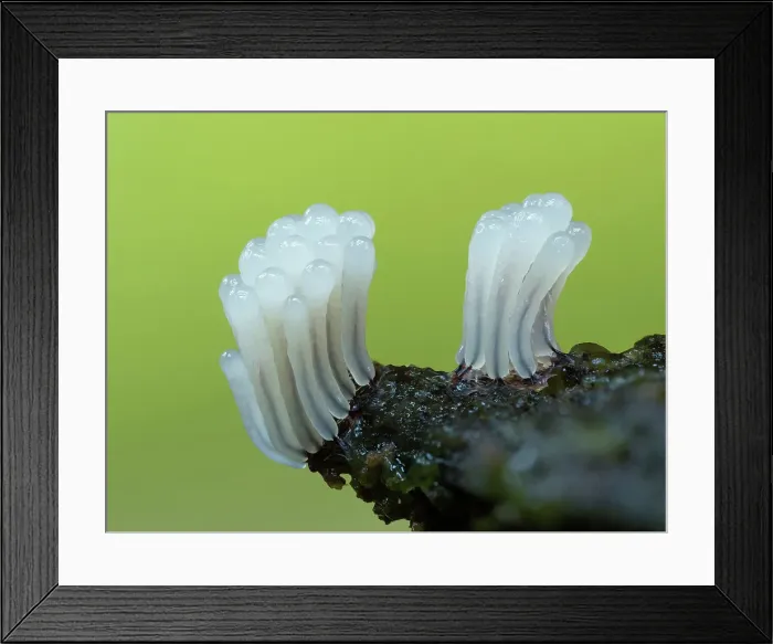 Framed Print : Stemonitis slime mould, New Forest National Park, Hampshire, England, UK, Focus stacked, August 2024