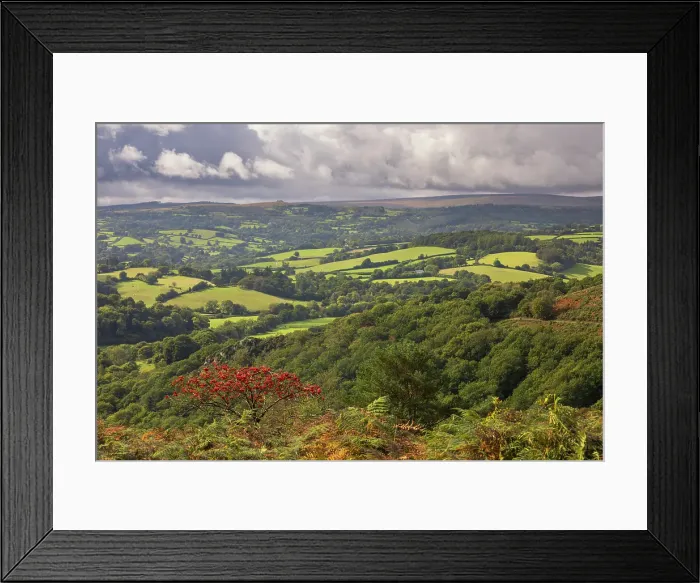 Framed Print : Berry covered Rowan Tree above the Teign Valley in Dartmoor National Park, Devon, England. Autumn (October) 2024 Framed Print : Berry covered Rowan Tree above the Teign Valley in Dartmoor National Park, Devon, England. Autumn (October) 2024