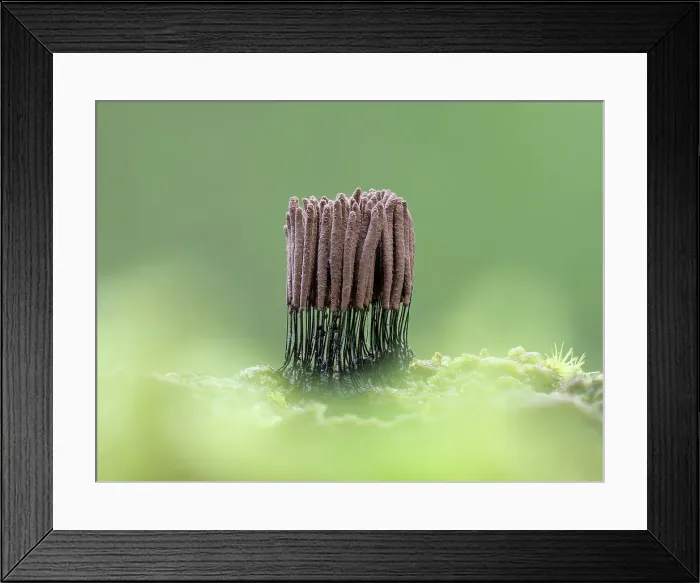 Framed Print : Stemonitis slime mould, New Forest National Park, Hampshire, England, UK, Focus stacked, August 2024 Framed Print : Stemonitis slime mould, New Forest National Park, Hampshire, England, UK, Focus stacked, August 2024