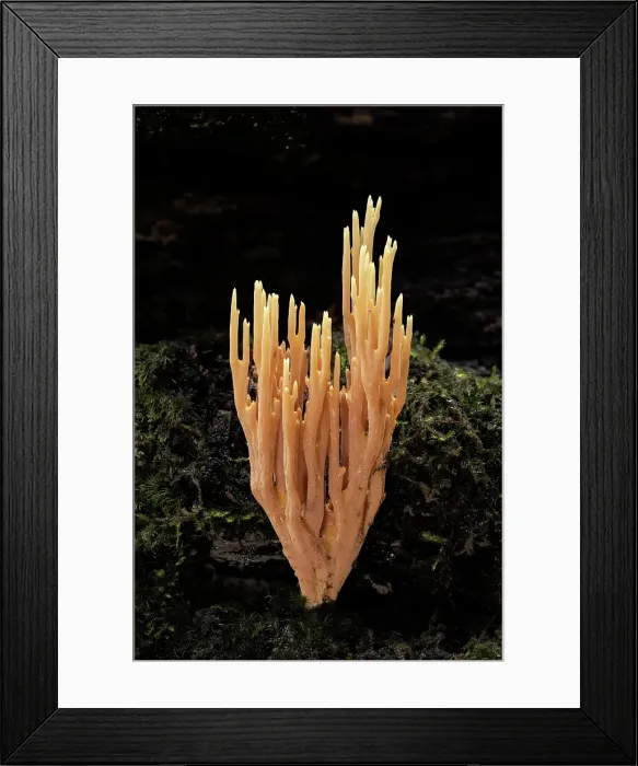Framed Print : Upright Coral (Ramaria stricta), New Forest, Hampshire, England, UK, November 2022, focus-stacked Framed Print : Upright Coral (Ramaria stricta), New Forest, Hampshire, England, UK, November 2022, focus-stacked