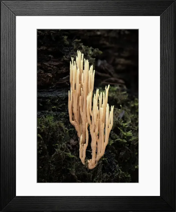 Framed Print : Upright Coral (Ramaria stricta), New Forest, Hampshire, England, UK, November 2022, focus-stacked Framed Print : Upright Coral (Ramaria stricta), New Forest, Hampshire, England, UK, November 2022, focus-stacked