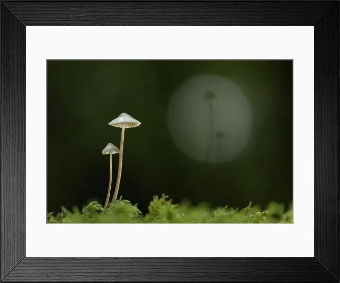 Framed Print : Mycena sp. New Forest National Park, Hampshire, England, UK, November 2022, focus-stacked
