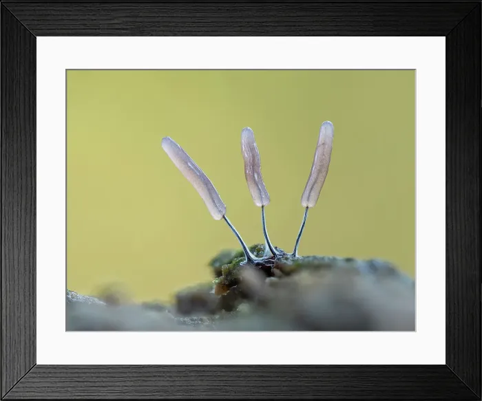 Framed Print : Slime mould sporangia (Stemonitopsis typhina), New Forest National Park, Hampshire, England, UK, October 2024, focus-stacked Framed Print : Slime mould sporangia (Stemonitopsis typhina), New Forest National Park, Hampshire, England, UK, October 2024, focus-stacked