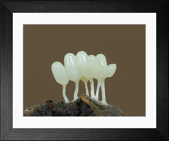 Framed Print : Arcyria cinerea slime mould, New Forest National Park, Hampshire, England, UK, Focus stacked, October 2024 Framed Print : Arcyria cinerea slime mould, New Forest National Park, Hampshire, England, UK, Focus stacked, October 2024