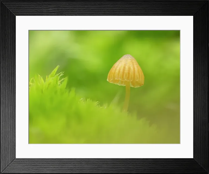 Framed Print : Moss Bell (Galerina hypnorum), in ancient broadleaved beech woodland, New Forest National Park, Hampshire, England, UK, October 2024, focus-stacked Framed Print : Moss Bell (Galerina hypnorum), in ancient broadleaved beech woodland, New Forest National Park, Hampshire, England, UK, October 2024, focus-stacked