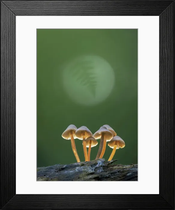 Framed Print : Clustered Bonnet (Mycena inclinata) in ancient broadleaved beech woodland, New Forest National Park, Hampshire, England, UK, October 2024, focus-stacked Framed Print : Clustered Bonnet (Mycena inclinata) in ancient broadleaved beech woodland, New Forest National Park, Hampshire, England, UK, October 2024, focus-stacked