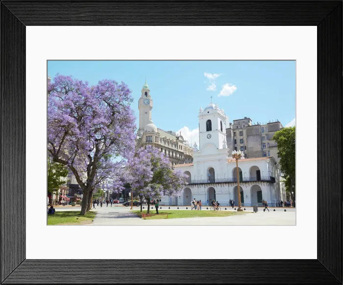 Framed Print : The Cabildo Museum and a Jacaranda tree in springtime, Plaza de Mayo, Monserrat, Buenos Aires, Argentina Framed Print : The Cabildo Museum and a Jacaranda tree in springtime, Plaza de Mayo, Monserrat, Buenos Aires, Argentina