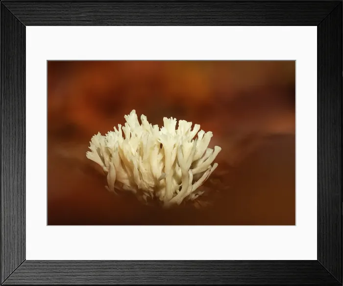 Framed Print : Crested Coral (Clavulina coralloides), New Forest National Park, Hampshire, England, UK, October 2022 Framed Print : Crested Coral (Clavulina coralloides), New Forest National Park, Hampshire, England, UK, October 2022
