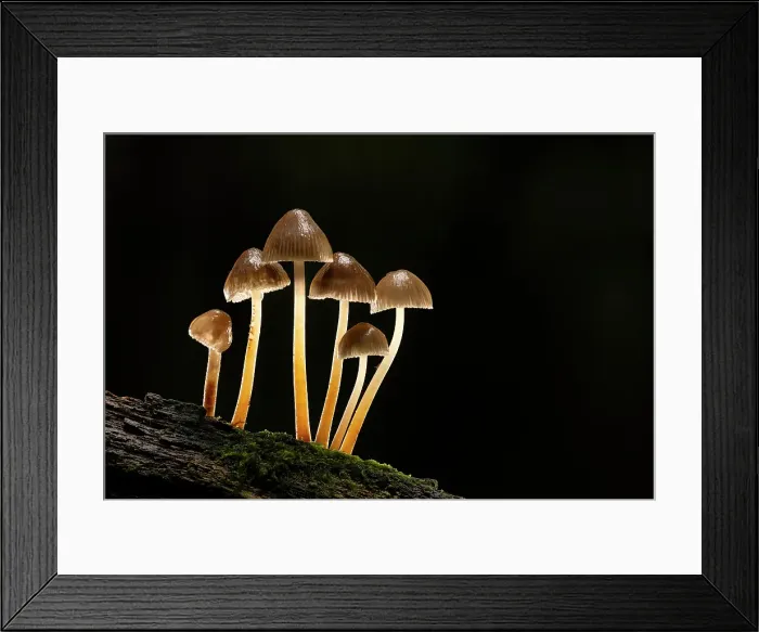 Framed Print : Clustered Bonnet (Mycena inclinata), New Forest National Park, Hampshire, England, UK, November 2022 Framed Print : Clustered Bonnet (Mycena inclinata), New Forest National Park, Hampshire, England, UK, November 2022