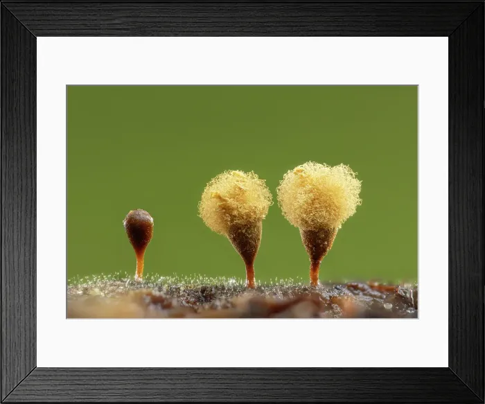 Framed Print : Slime mould sporangia (Hemitrichia calyculata), New Forest National Park, Hampshire, England, UK, November 2022, focus-stacked Framed Print : Slime mould sporangia (Hemitrichia calyculata), New Forest National Park, Hampshire, England, UK, November 2022, focus-stacked