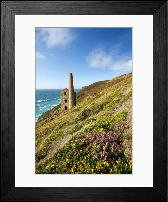 Framed Print : Flowering gorse and heather on the Cornish clifftops surrounding Towan Roath Engine House, Wheal Coates Tin Mine, St Agnes, Cornwall, England. Summer (September) 2009 Framed Print : Flowering gorse and heather on the Cornish clifftops surrounding Towan Roath Engine House, Wheal Coates Tin Mine, St Agnes, Cornwall, England. Summer (September) 2009