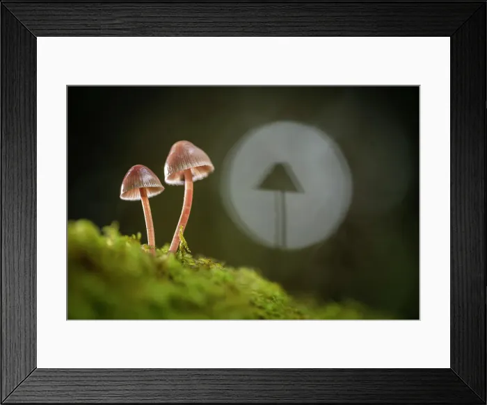 Framed Print : Bleeding fairy helmet or Burgandydrop bonnet (Mycena haematopus), New Forest National Park, Hampshire, England, UK, October 2022 Framed Print : Bleeding fairy helmet or Burgandydrop bonnet (Mycena haematopus), New Forest National Park, Hampshire, England, UK, October 2022