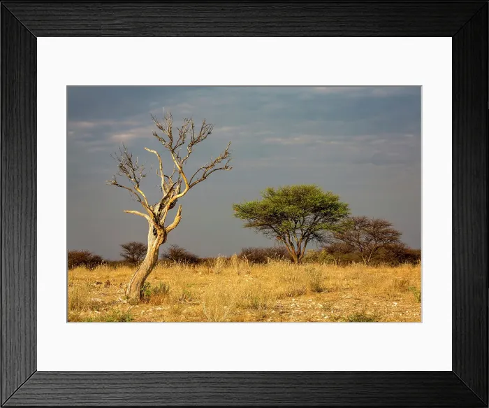 Framed Print : Trees on a grassy plain, Okonjima Nature Reserve, Namibia Framed Print : Trees on a grassy plain, Okonjima Nature Reserve, Namibia