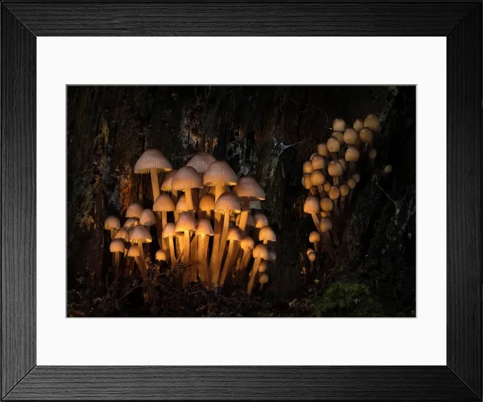 Framed Print : Clustered Bonnet (Mycena inclinata) in ancient broadleaved beech woodland, New Forest National Park, Hampshire, England, UK, November 2023, focus-stacked Framed Print : Clustered Bonnet (Mycena inclinata) in ancient broadleaved beech woodland, New Forest National Park, Hampshire, England, UK, November 2023, focus-stacked