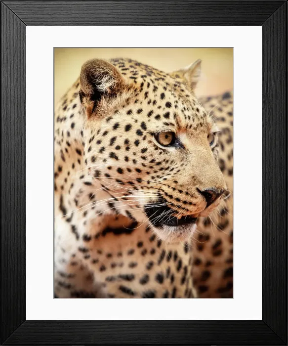 Framed Print : Leopard, Okonjima Nature Reserve, Namibia Framed Print : Leopard, Okonjima Nature Reserve, Namibia