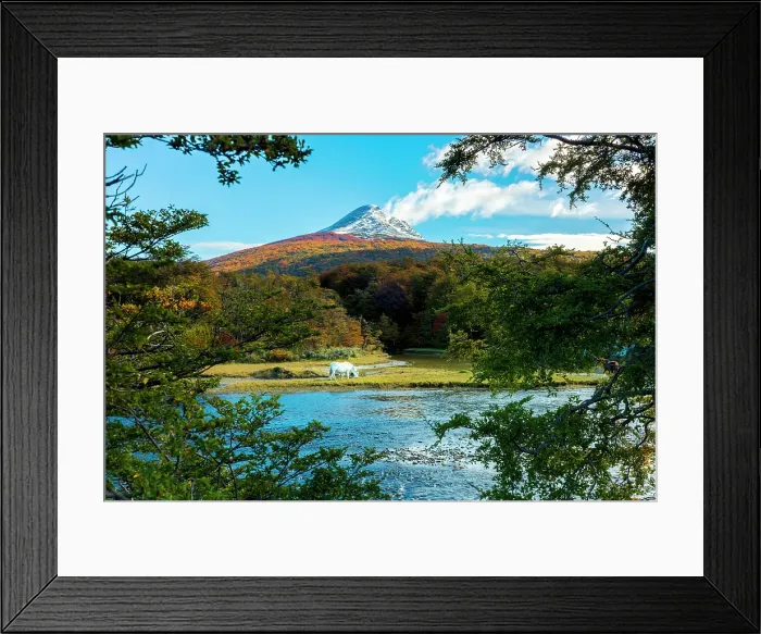 Framed Print : A white wild horse by a river near Ushuaia in Tierra del Fuego, Argentina Framed Print : A white wild horse by a river near Ushuaia in Tierra del Fuego, Argentina