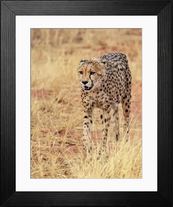 Framed Print : Cheetah in grass, Okonjima Nature Reserve, Namibia Framed Print : Cheetah in grass, Okonjima Nature Reserve, Namibia