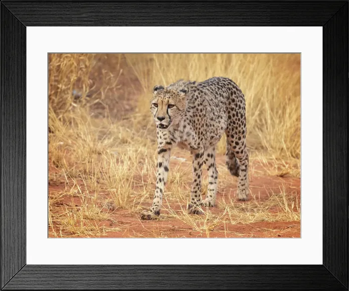 Framed Print : Cheetah, Okonjima Nature Reserve, Namibia Framed Print : Cheetah, Okonjima Nature Reserve, Namibia