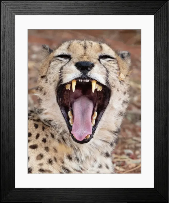 Framed Print : Cheetah yawning, Okonjima Nature Reserve, Namibia Framed Print : Cheetah yawning, Okonjima Nature Reserve, Namibia