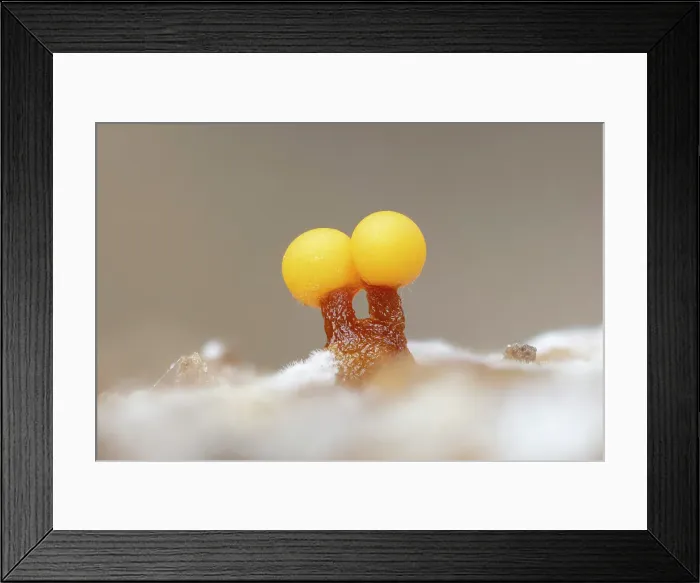 Framed Print : Slime mould (Trichia spp.), New Forest National Park, Hampshire, England, UK, October 2022, focus-stacked Framed Print : Slime mould (Trichia spp.), New Forest National Park, Hampshire, England, UK, October 2022, focus-stacked