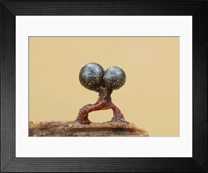 Framed Print : Slime mould sporangia (Metatrichia floriformis), New Forest National Park, Hampshire, England, UK, October 2023, focus-stacked Framed Print : Slime mould sporangia (Metatrichia floriformis), New Forest National Park, Hampshire, England, UK, October 2023, focus-stacked