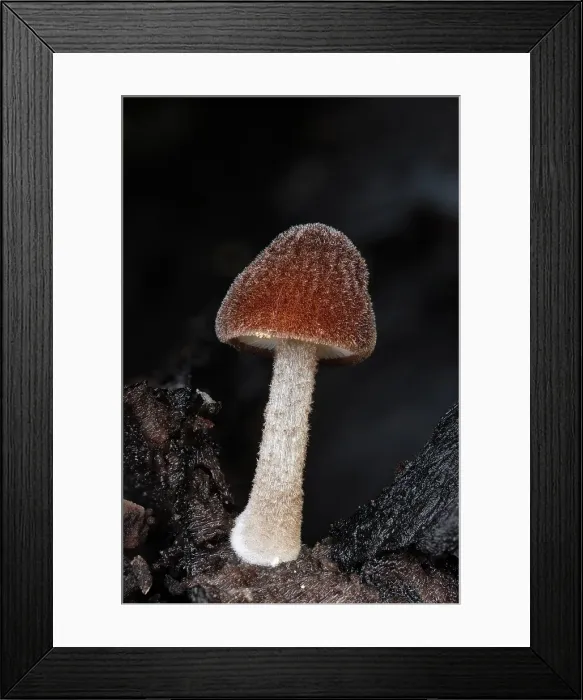 Framed Print : Velvet Shield (Pluteus umbrosus), very small specimen (10mm), New Forest National Park, Hampshire, England, UK, October 2022, Focus-stacked Framed Print : Velvet Shield (Pluteus umbrosus), very small specimen (10mm), New Forest National Park, Hampshire, England, UK, October 2022, Focus-stacked