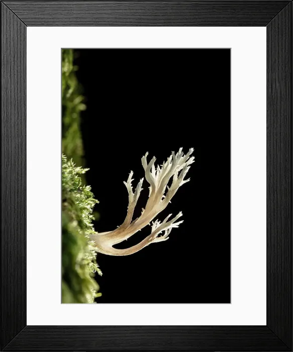 Framed Print : Crested Coral (Clavulina coralloides), New Forest National Park, Hampshire, England, UK, October 2022 Framed Print : Crested Coral (Clavulina coralloides), New Forest National Park, Hampshire, England, UK, October 2022
