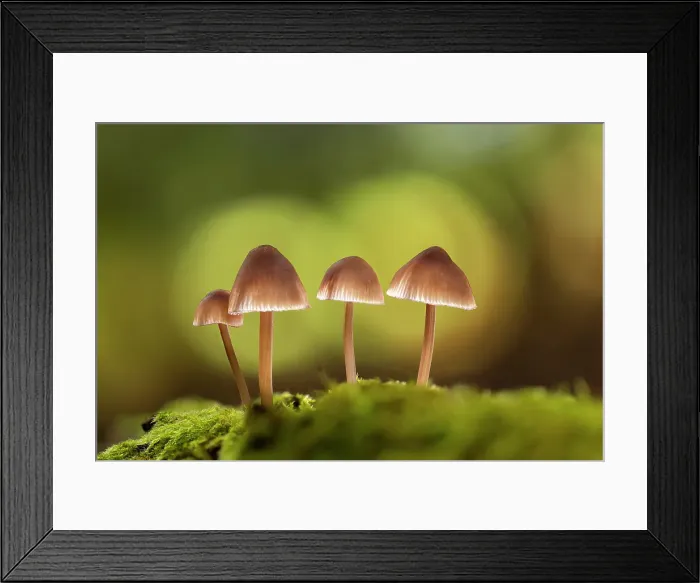 Framed Print : Clustered Bonnet (Mycena inclinata) in ancient broadleaved beech woodland, New Forest National Park, Hampshire, England, UK, October 2024, focus-stacked Framed Print : Clustered Bonnet (Mycena inclinata) in ancient broadleaved beech woodland, New Forest National Park, Hampshire, England, UK, October 2024, focus-stacked