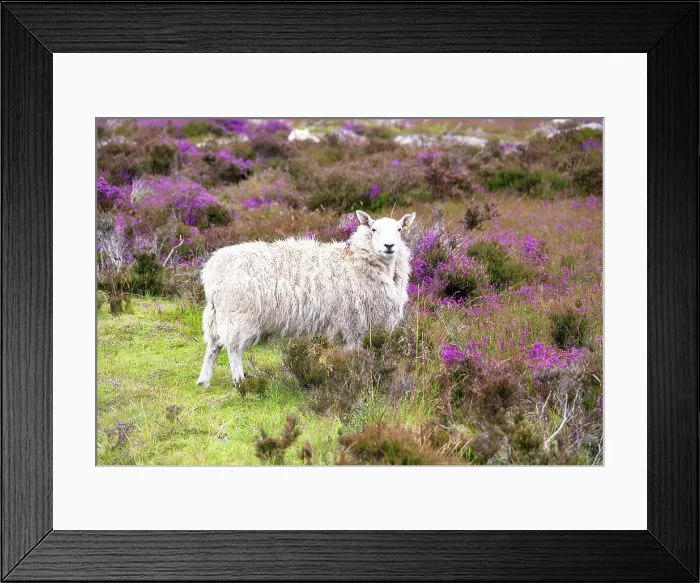Framed Print : Sheep grazing on heather moorland in the North York Moors National Park, Yorkshire, England Framed Print : Sheep grazing on heather moorland in the North York Moors National Park, Yorkshire, England