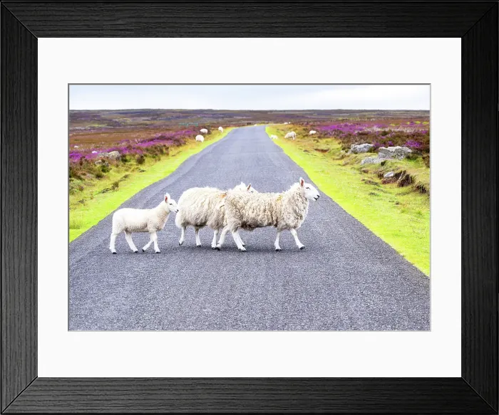 Framed Print : Sheep crossing the road in the heather moorland in the North York Moors National Park, Yorkshire, England Framed Print : Sheep crossing the road in the heather moorland in the North York Moors National Park, Yorkshire, England