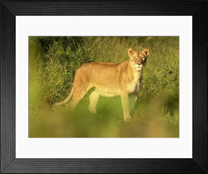 Framed Print : Lioness, Zimanga Private Game Reserve, Natal, South Africa