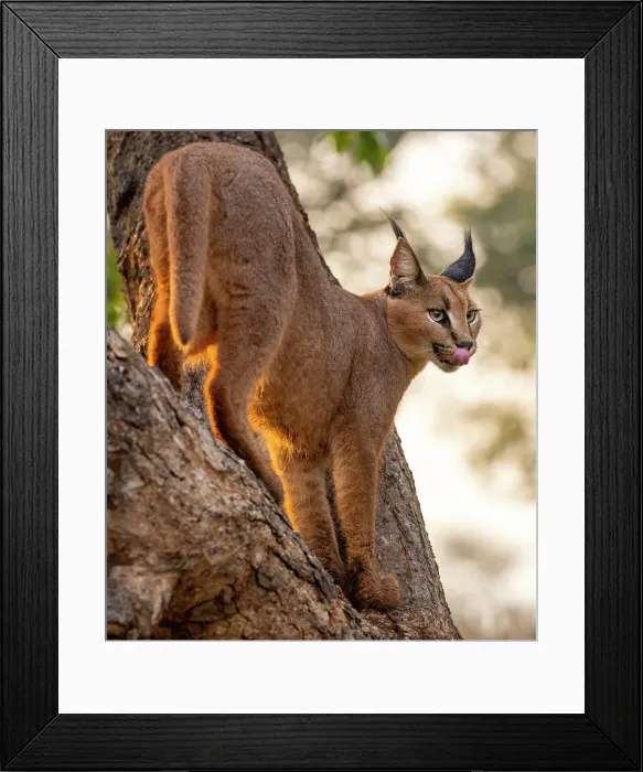 Framed Print : Caracal in a tree, Zimanga Private Game Reserve, Natal, South Africa