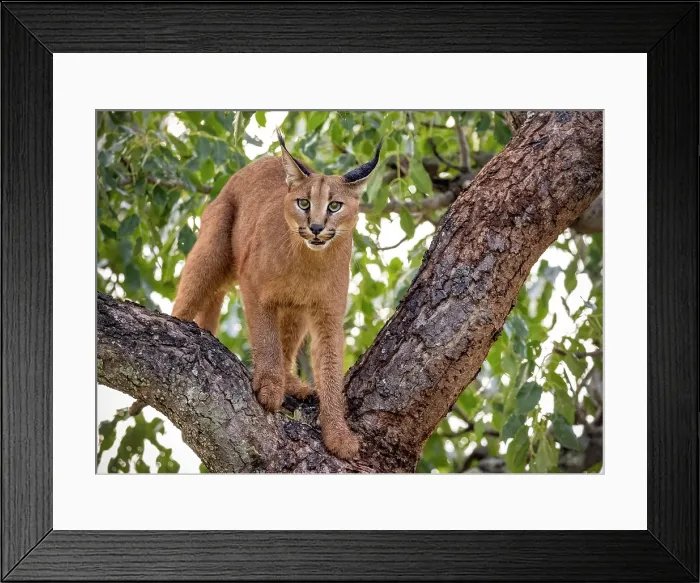Framed Print : Caracal in a tree, Zimanga Private Game Reserve, Natal, South Africa
