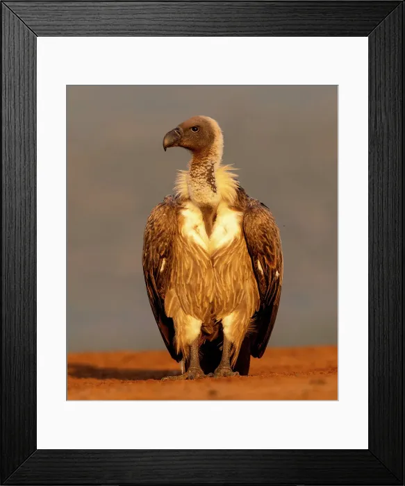 Framed Print : African white backed vulture, Zimanga Private Game Reserve, Natal, South Africa Framed Print : African white backed vulture, Zimanga Private Game Reserve, Natal, South Africa